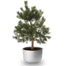 Ladda upp bild till gallerivisning, Linea nr 2 kruka