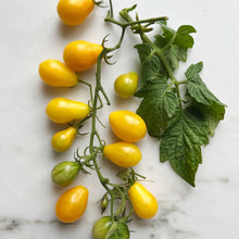 Ladda upp bild till gallerivisning, New Botanic - Tomato Tasting Collection