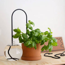 Ladda upp bild till gallerivisning, Plantstraws Växtvattnare