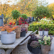 Ladda upp bild till gallerivisning, Linea nr 2 kruka
