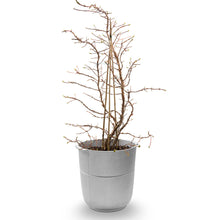 Load image into Gallery viewer, Linea nr 1 kruka
